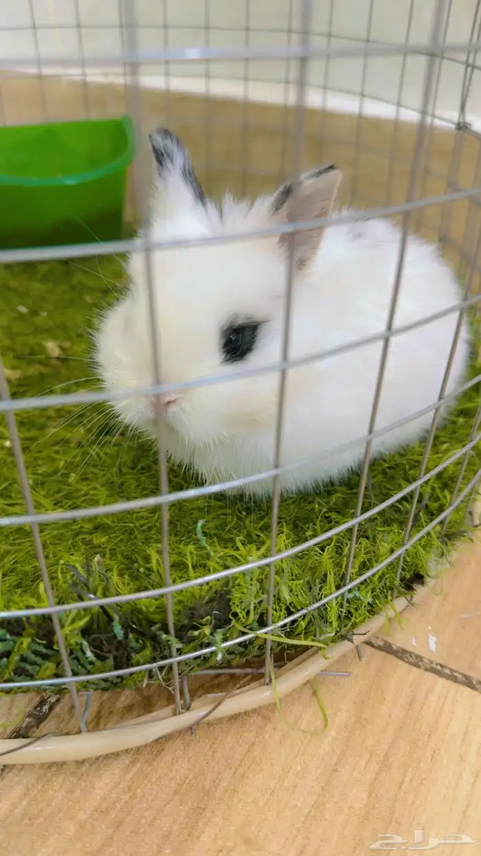 ارانب قزميه 0