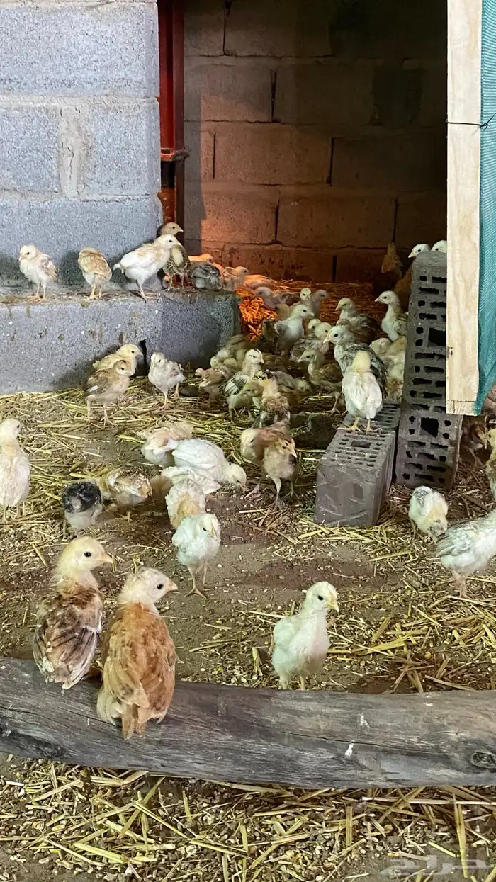 صيصان بلدي 7