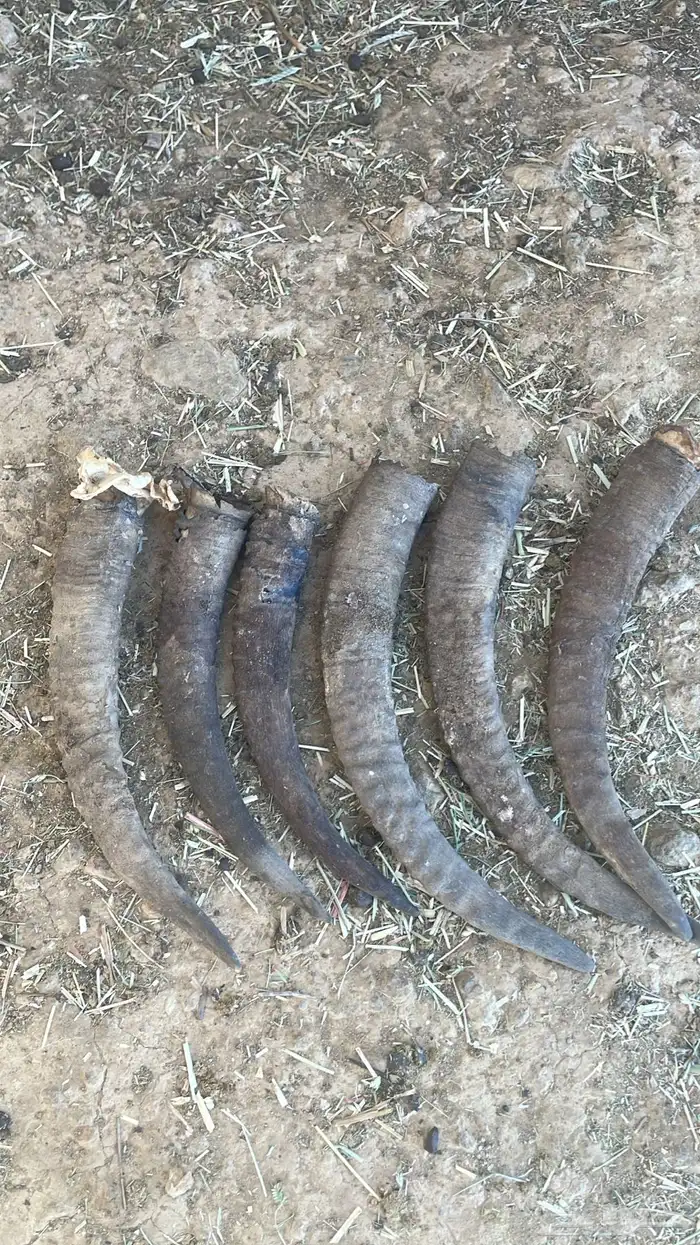 قرون وعل طبيعي عل السوم 1