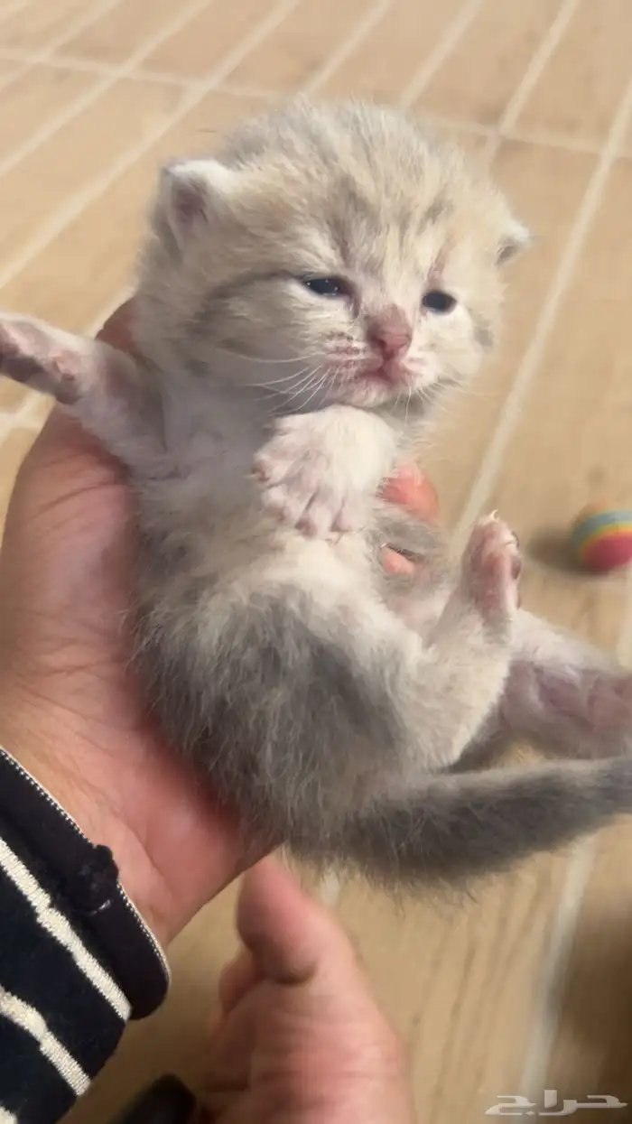 شكوتش كتن للبيع 2