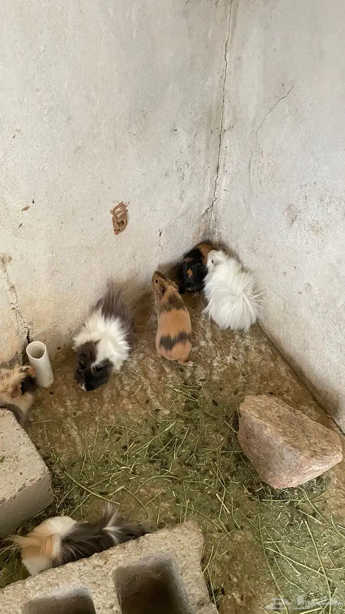 وبران بلدي و أمريكي 9