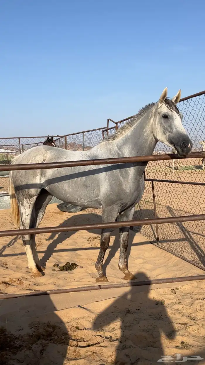 للبيع فرس مهجنه 5