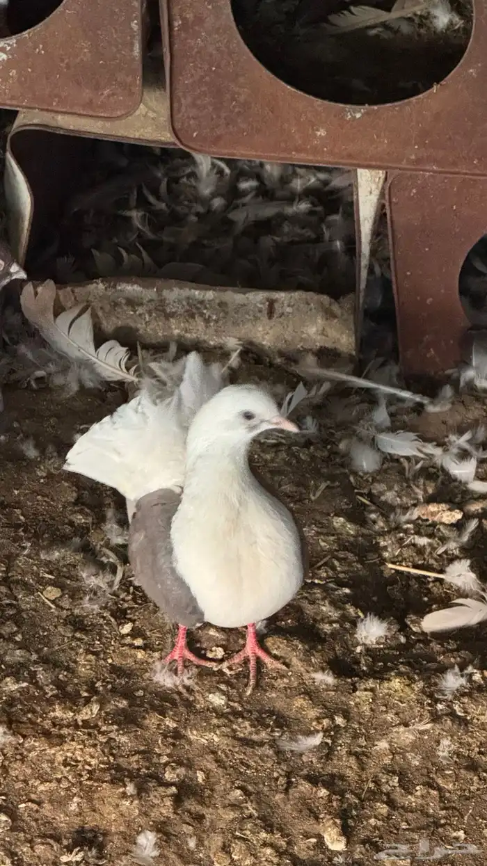 خميس مشيط صناعيه بن هشبل بعد تشليح العاطفي 7