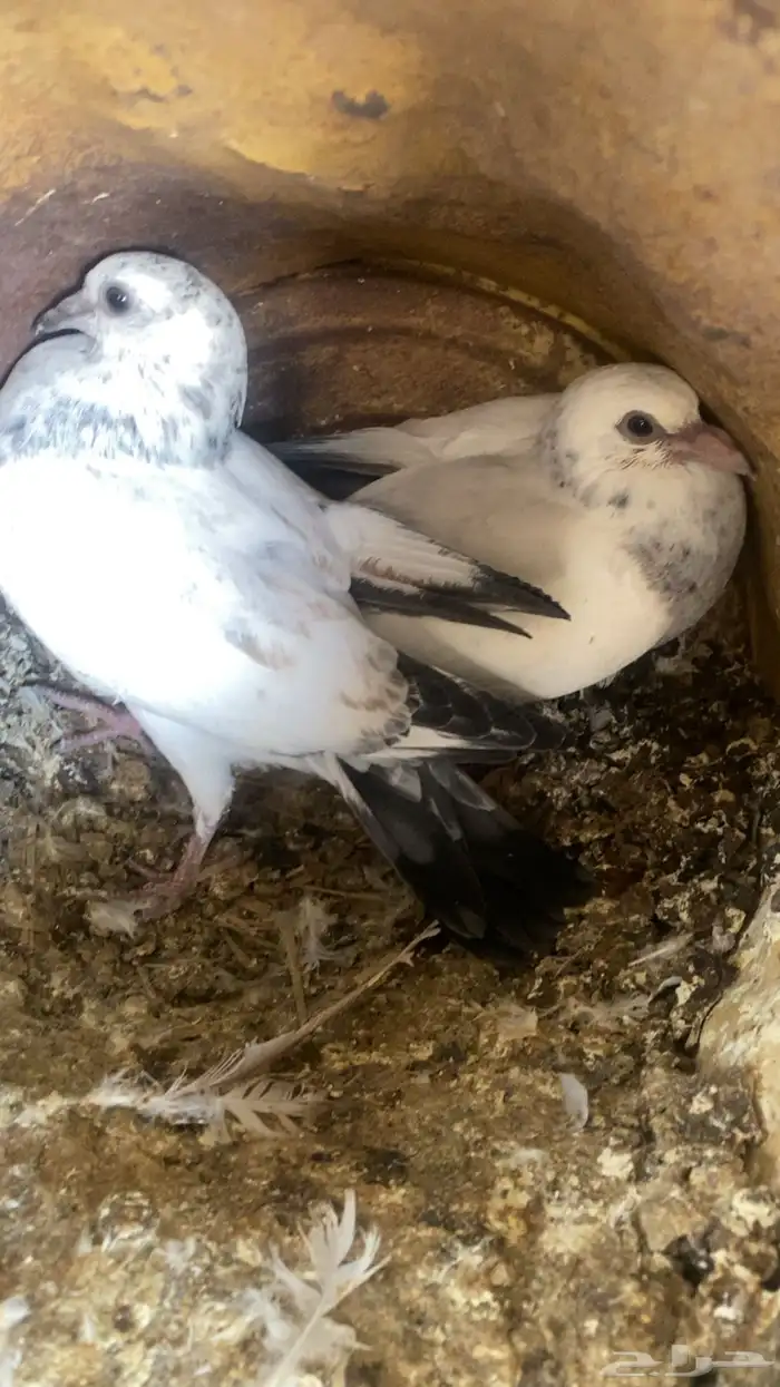 فراخة زاجل 16 جوز تقريبا التغذية مكعب ذرة حلبةقمح السعر 20 5