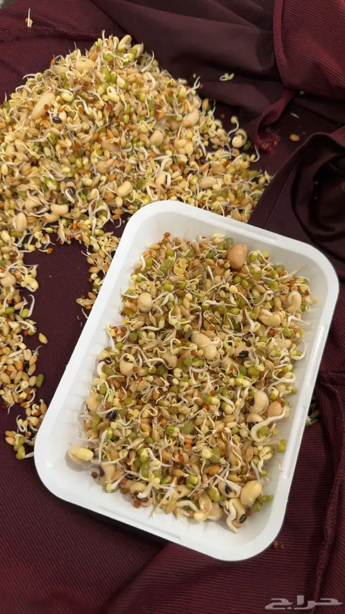 مستنبت للطيور وفوايده لاتحصى 0