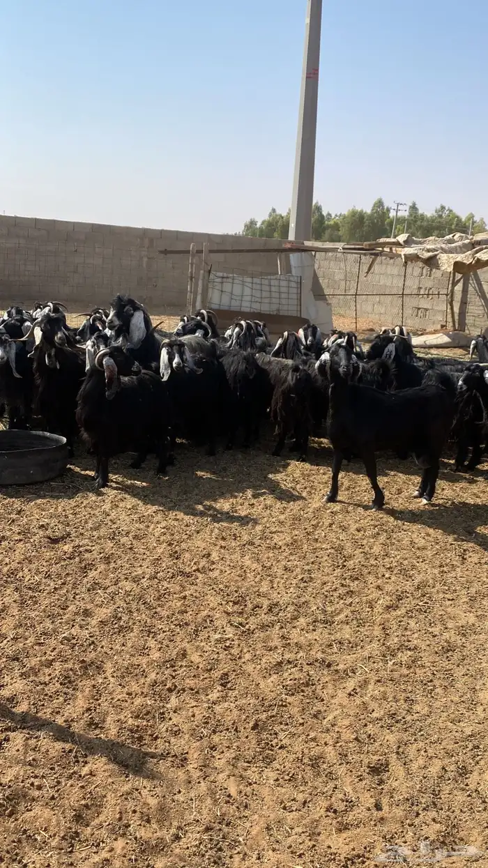 معزاء عوارض 3