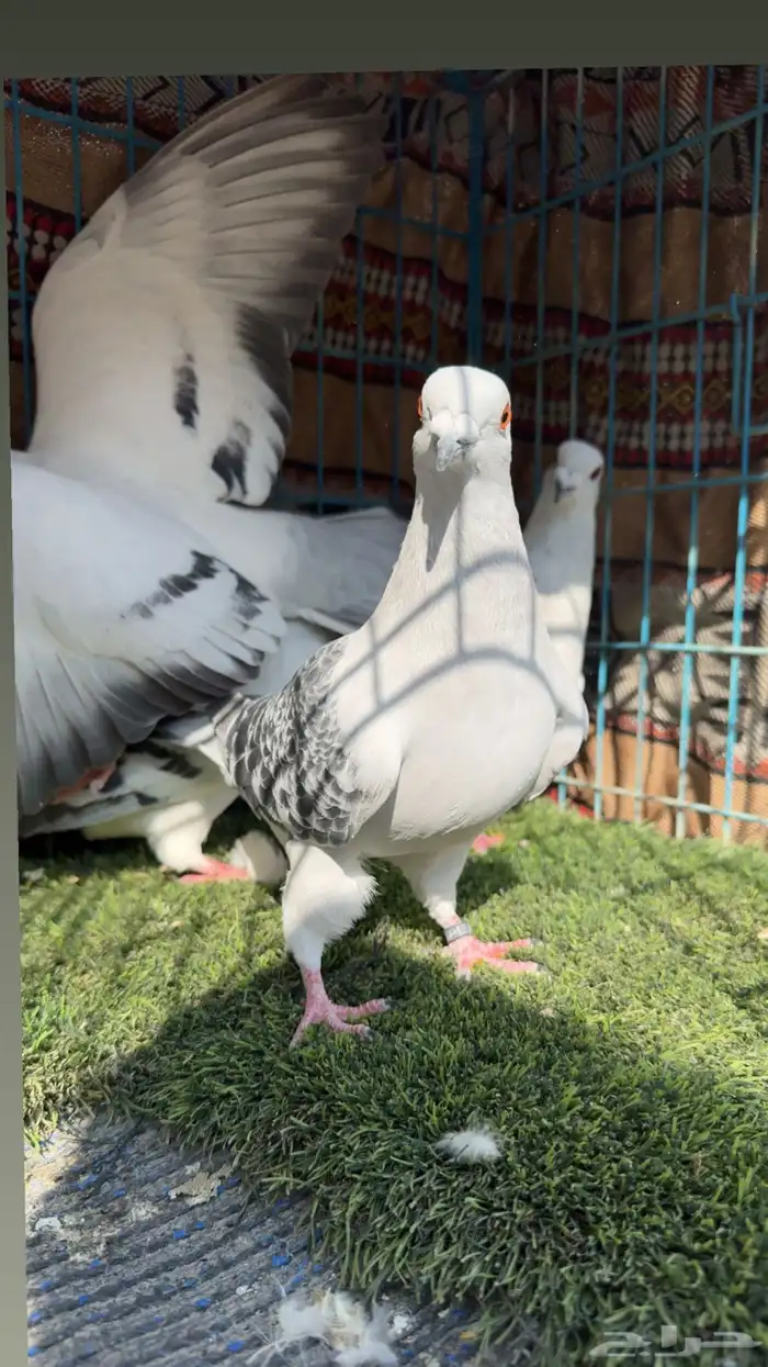 زاجل ايس ثلاث حبات ايس وحبه شذري 6