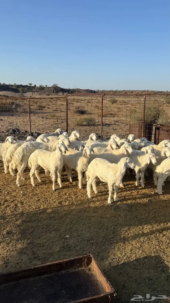 بهم مخلوط العدد 30 وكثره طليان 2