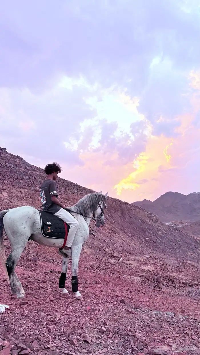 حصان جزيري 3