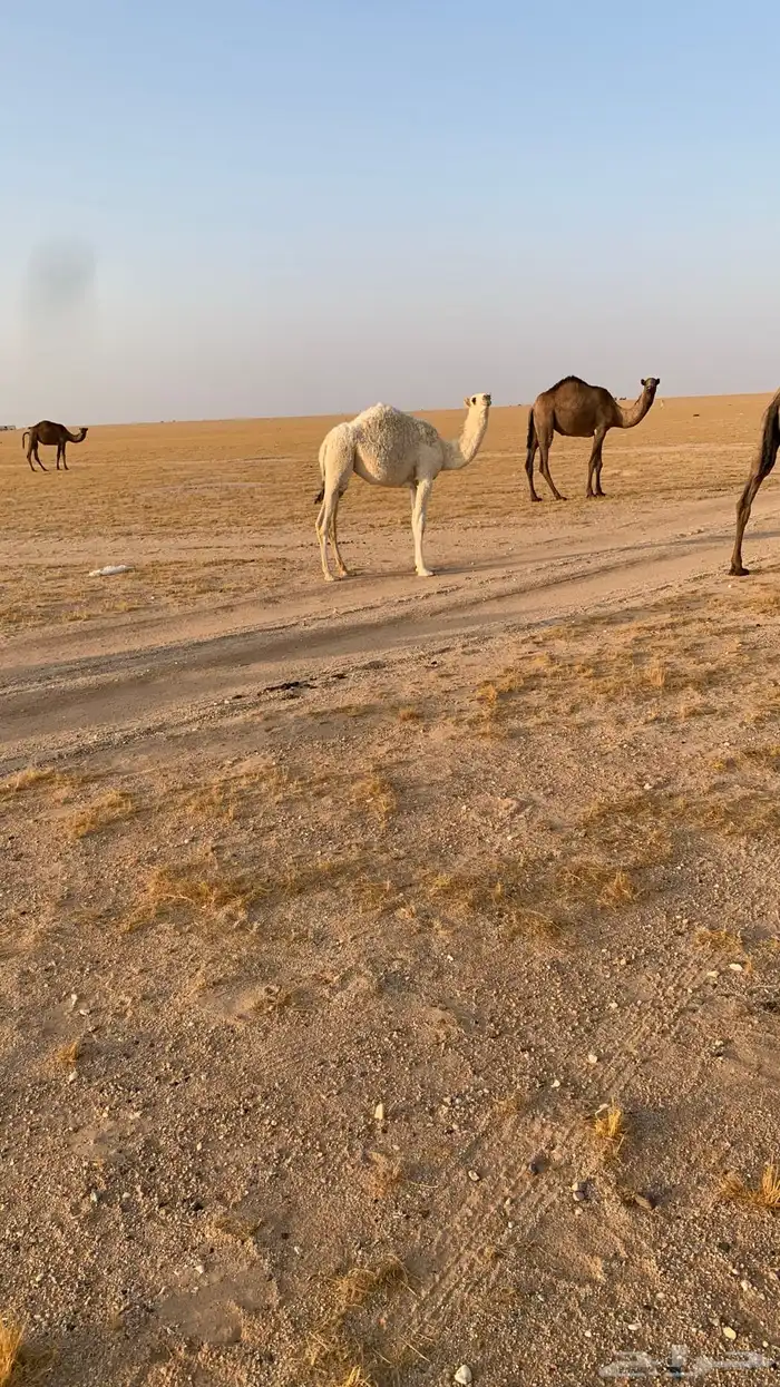 حفرالباطن القيصومة 1