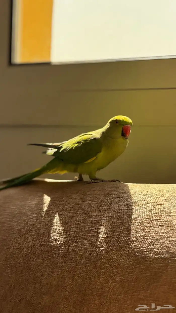 ببغاء الدرة عمر 3 أشهر في حاله صحيه جيدة جد ا 4