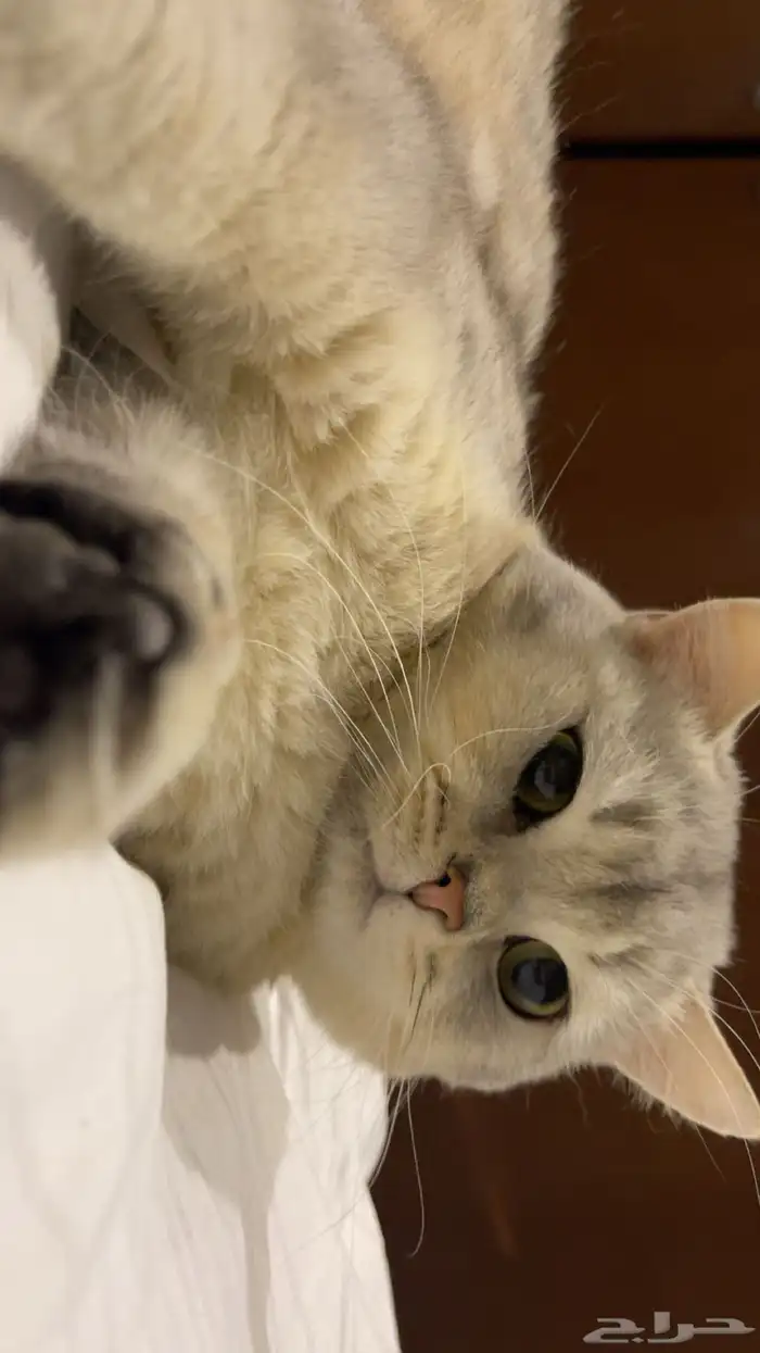 بسة سكوتش للتبني 3