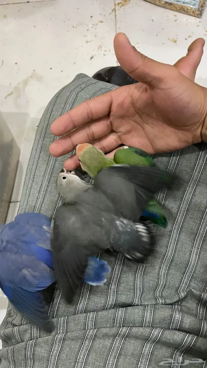 طيور روز. اليفه تفريد 200 جمله 150 1