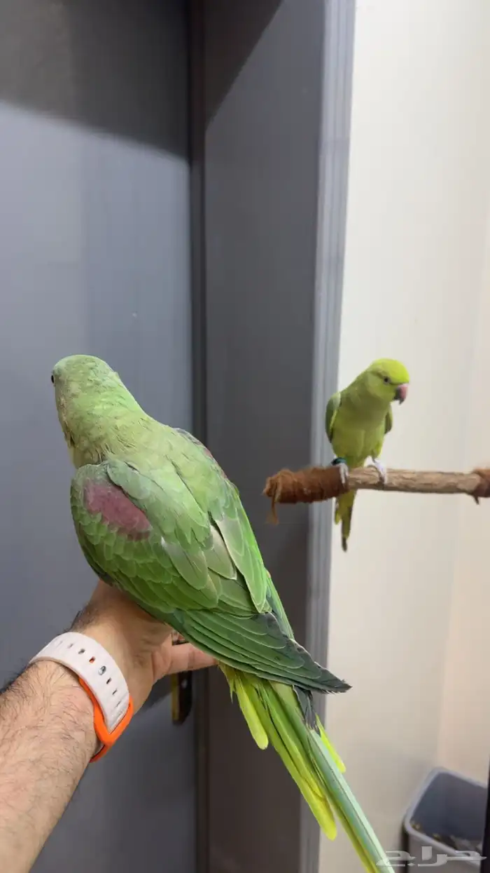 درة نيبالي هدد 3