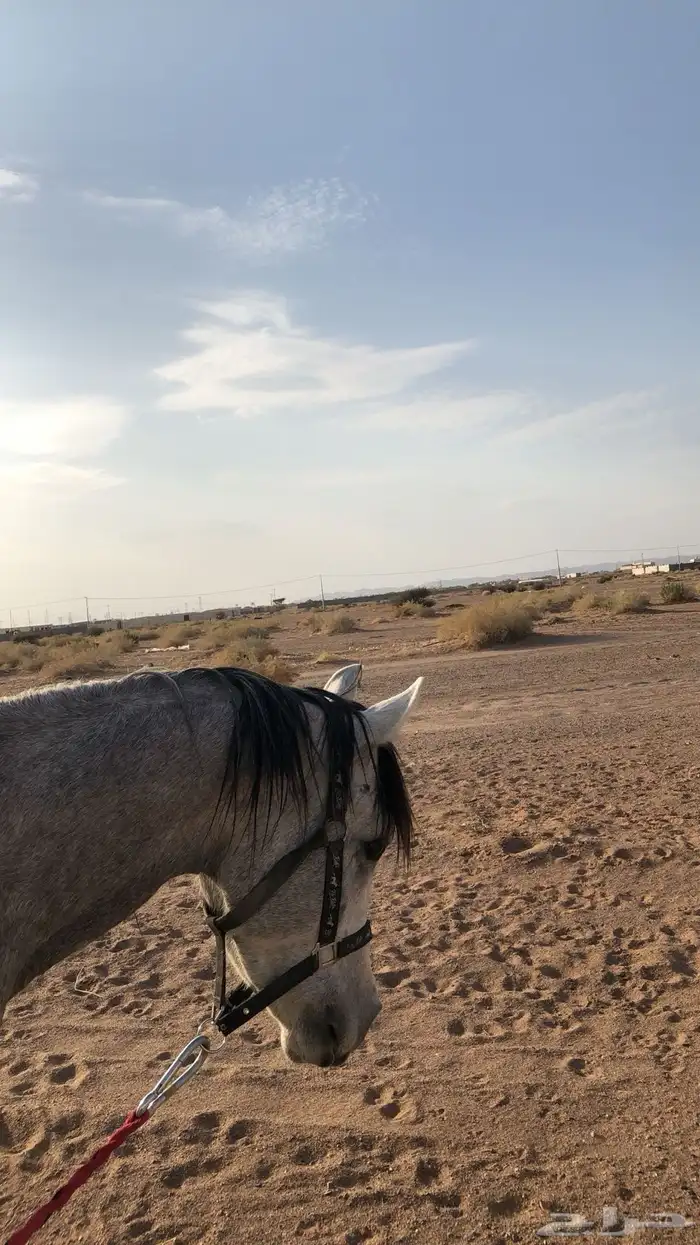 حصان للبيع العمر 4 سنوات 1