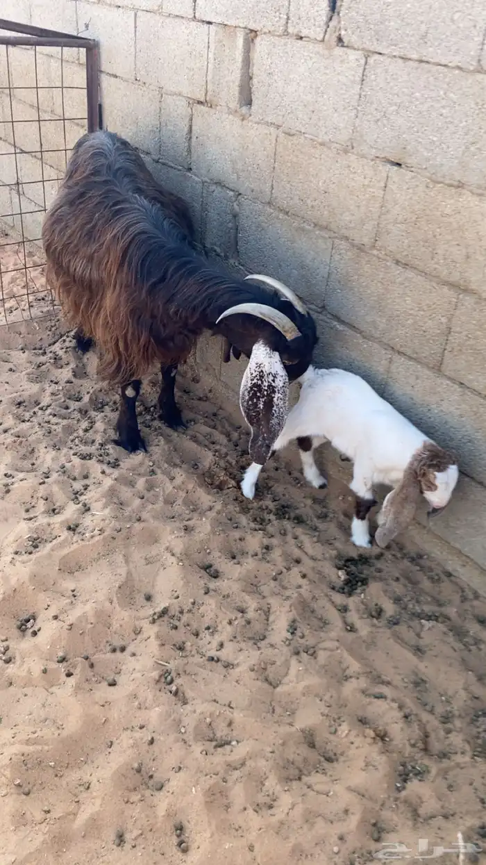 عنز والد معزى 1