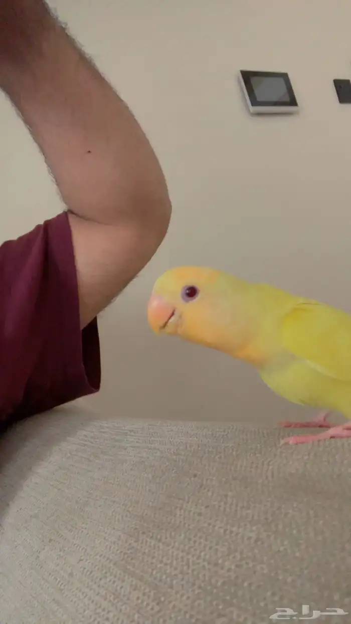 روز اللبينو عيون حمراء - نهاية غر وبداية طيران - 0