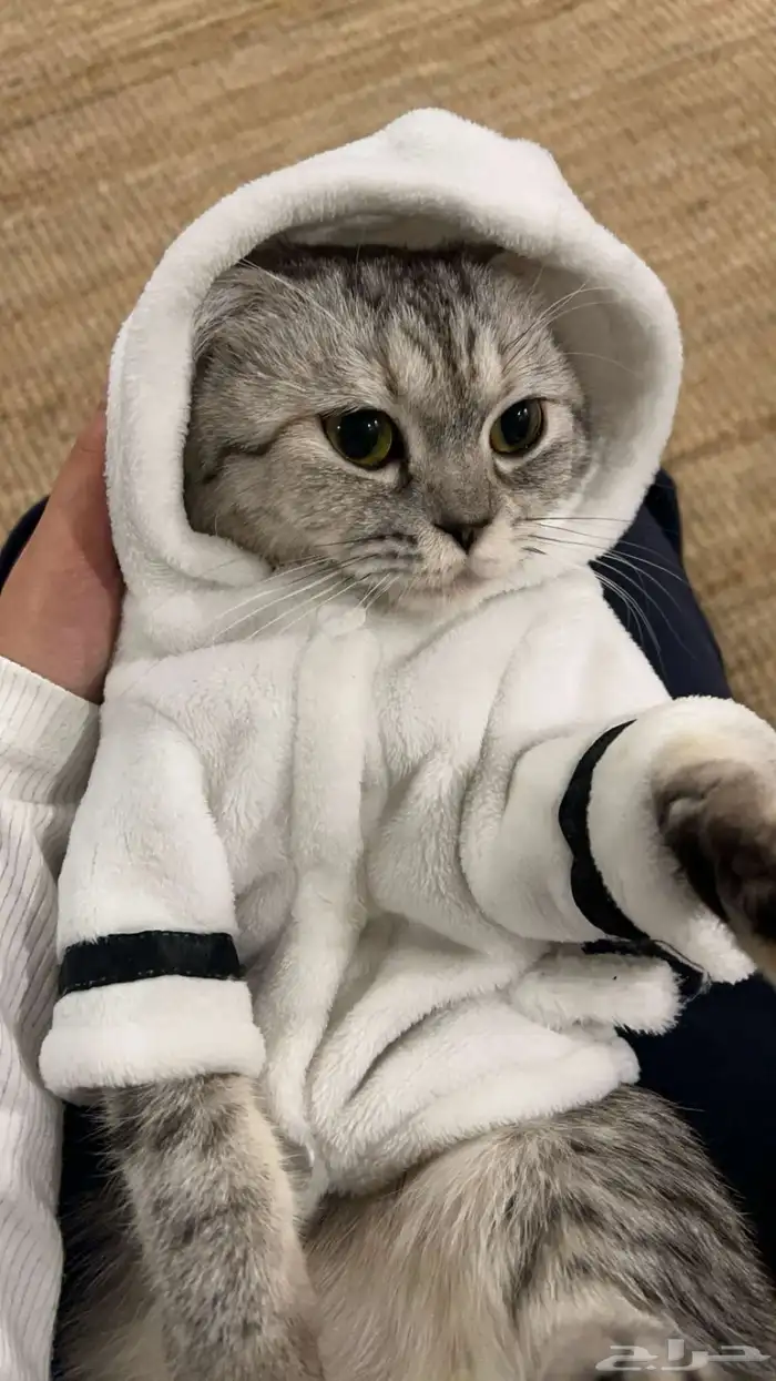 قطه سكوتش للتبني بدون مقابل 0