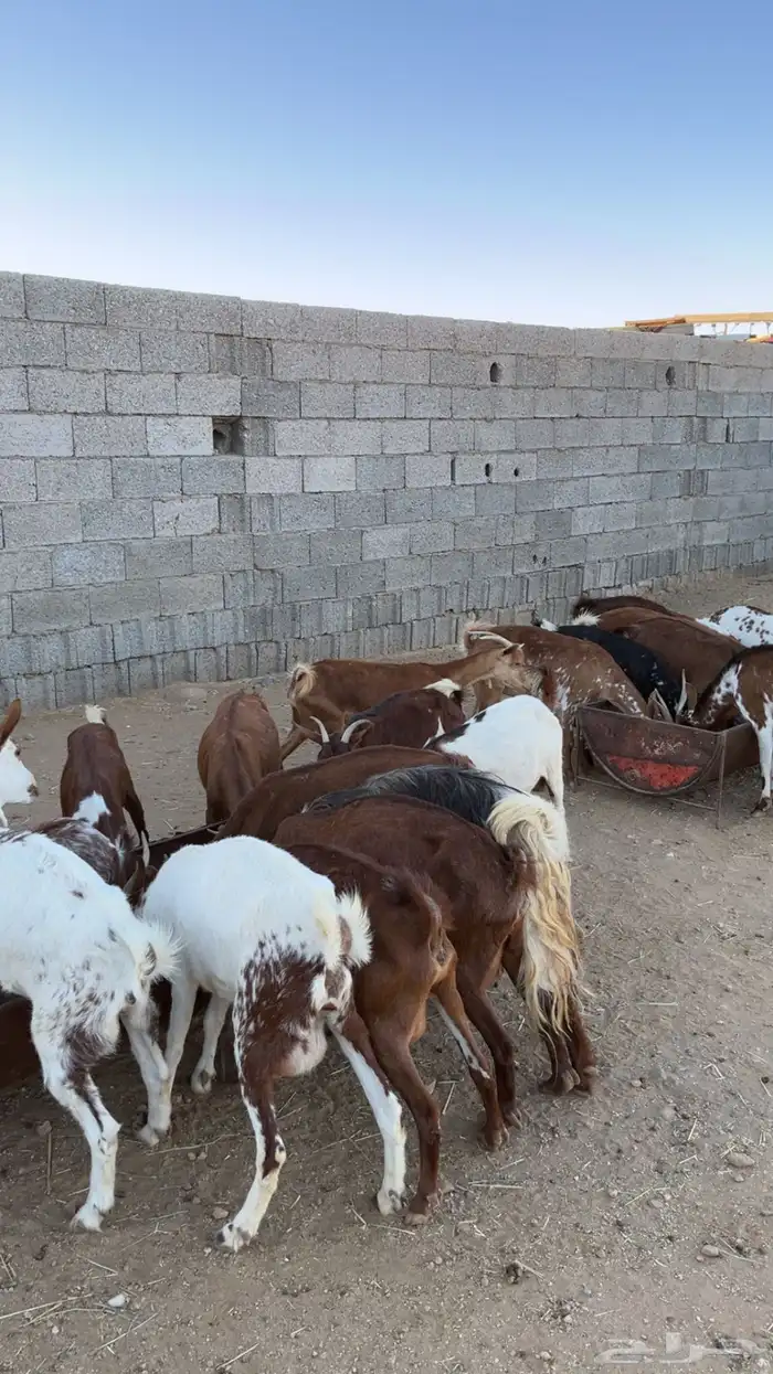 معزا ولد كفو 7