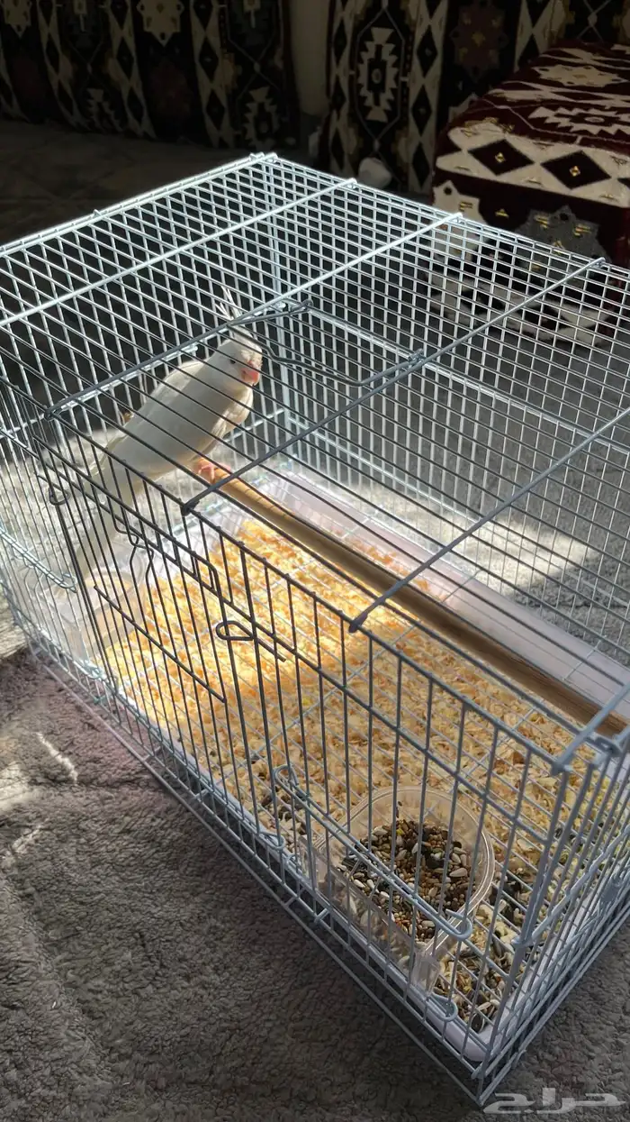 ببغاء كروان البينو 5