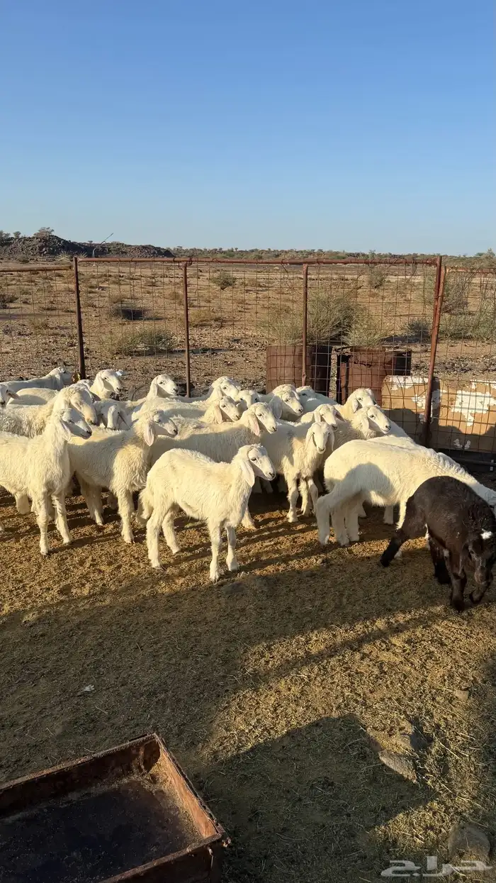 بهم مخلوط العدد 30 وكثره طليان 1