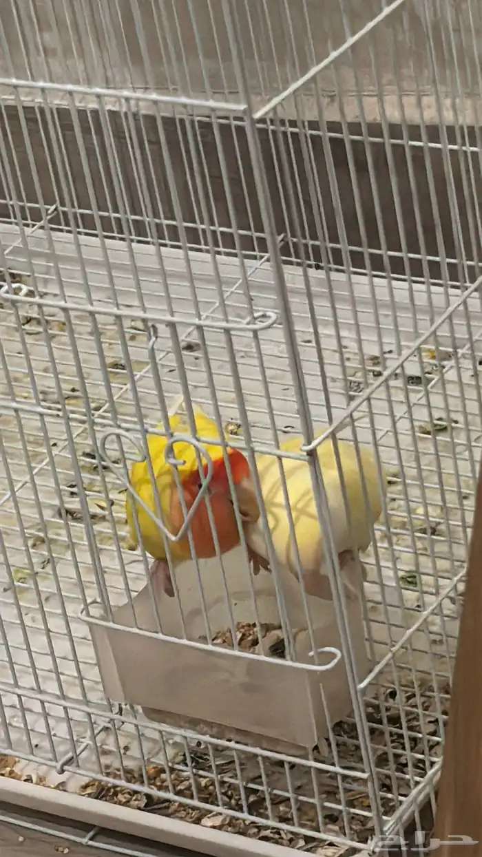 جوز روز منتج 4