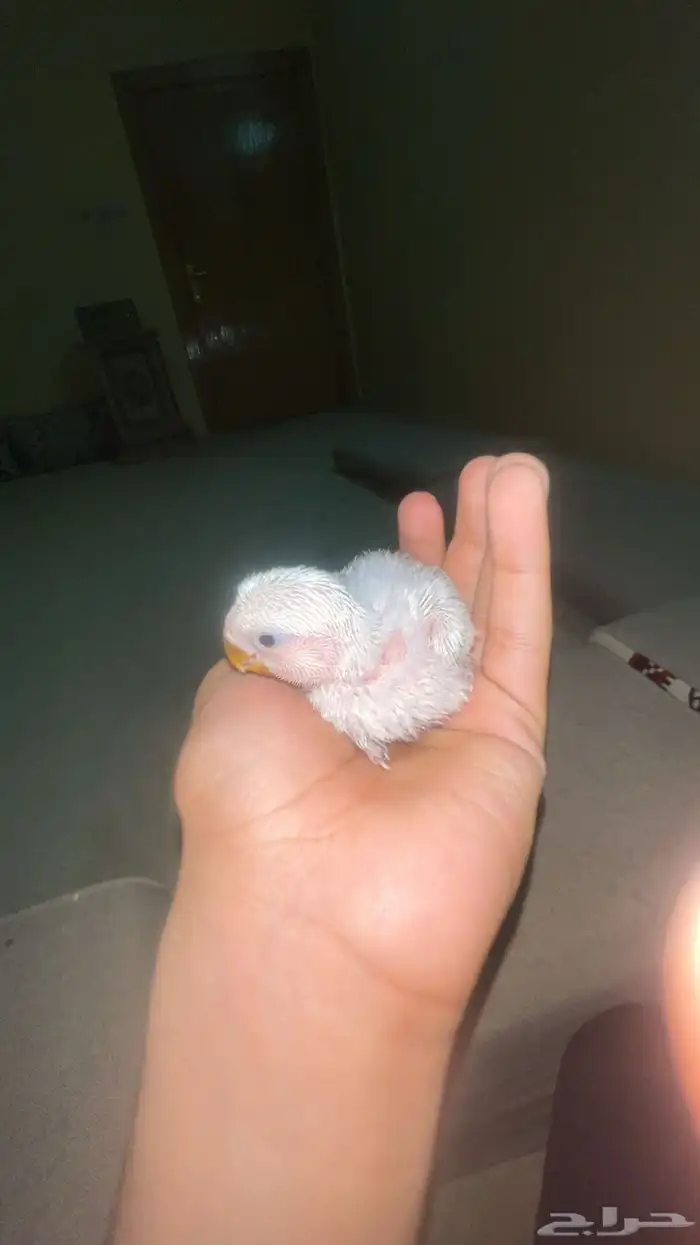 فرخ روز عرض خاص 1