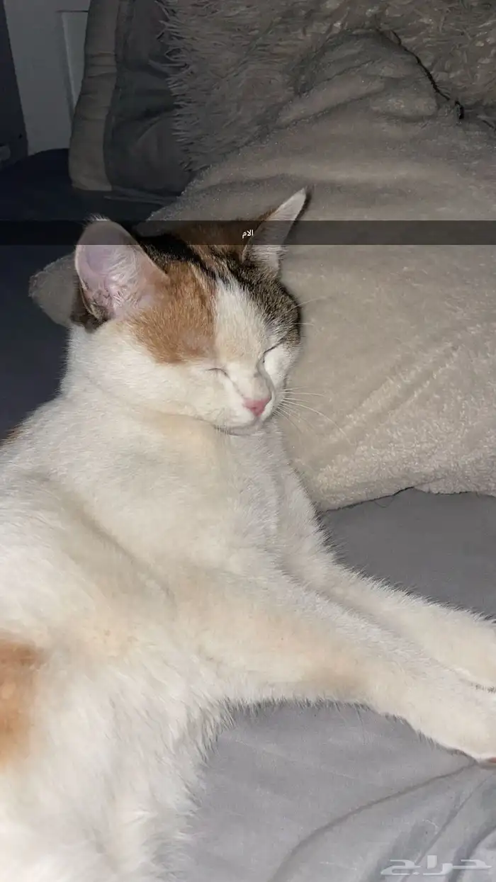 قطط للتبني 0