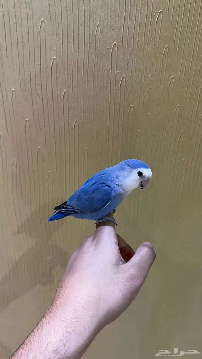 طير روز للبيع 3