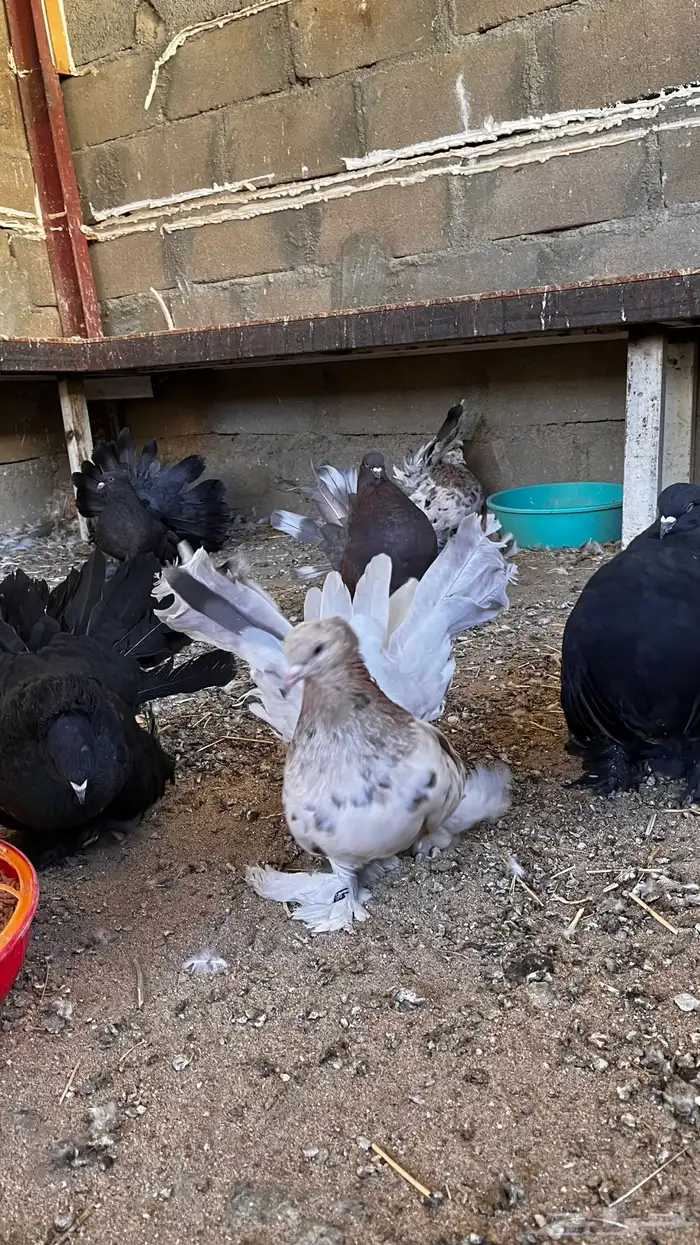 حمام أمريكي 5