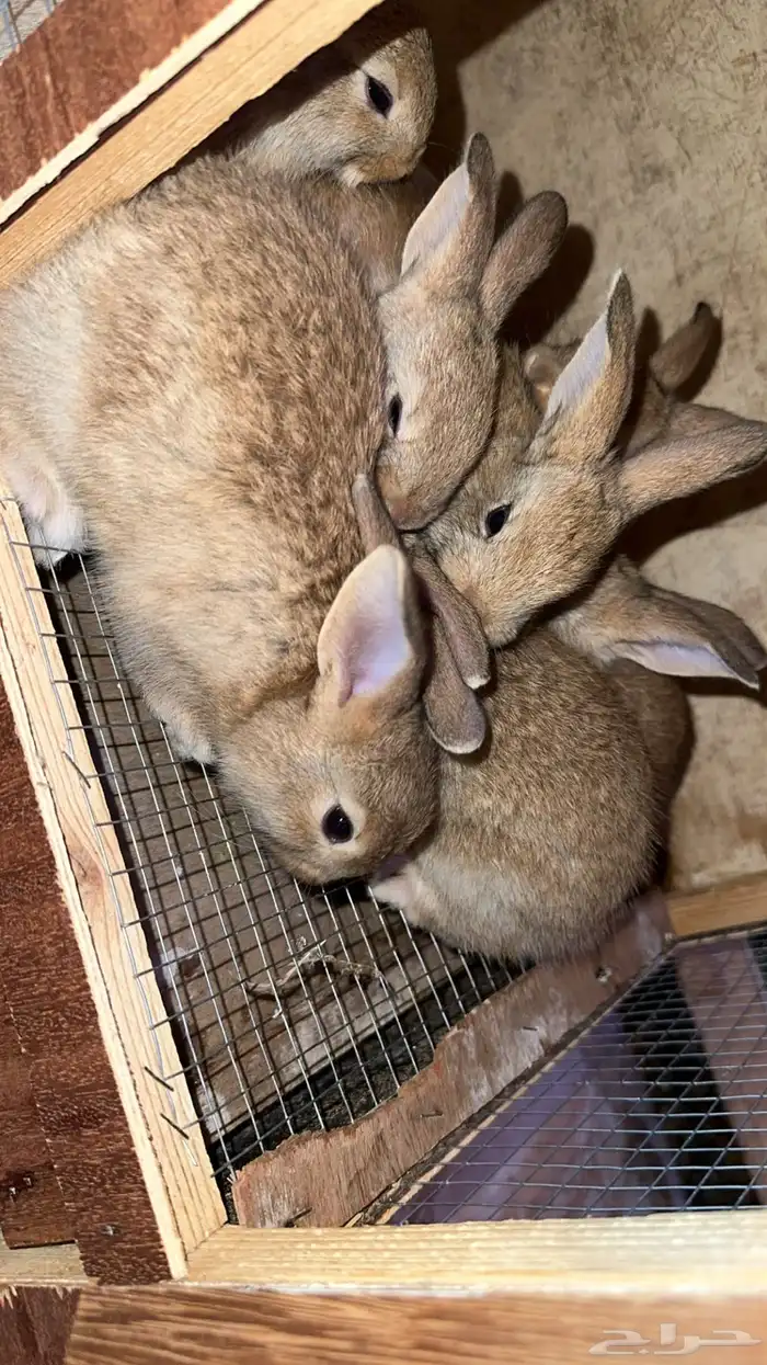 ارانب لي البيع 3