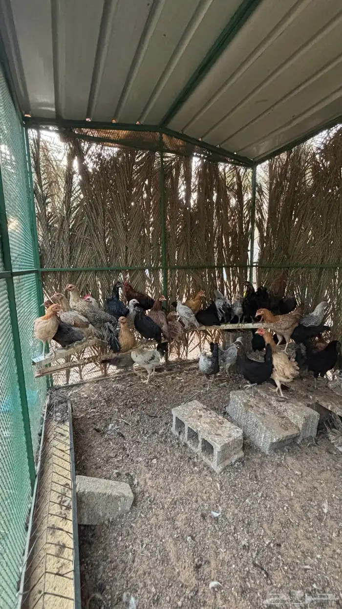 دجاج وديكه 4