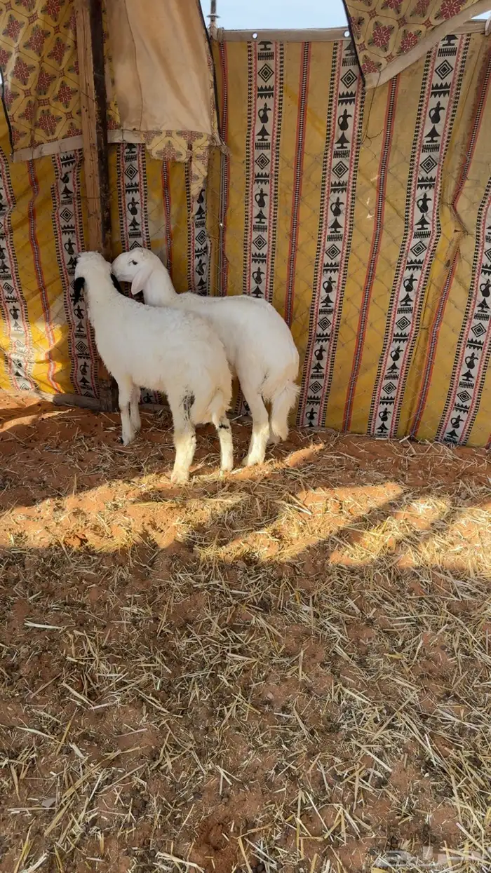 للبيع طليان 0