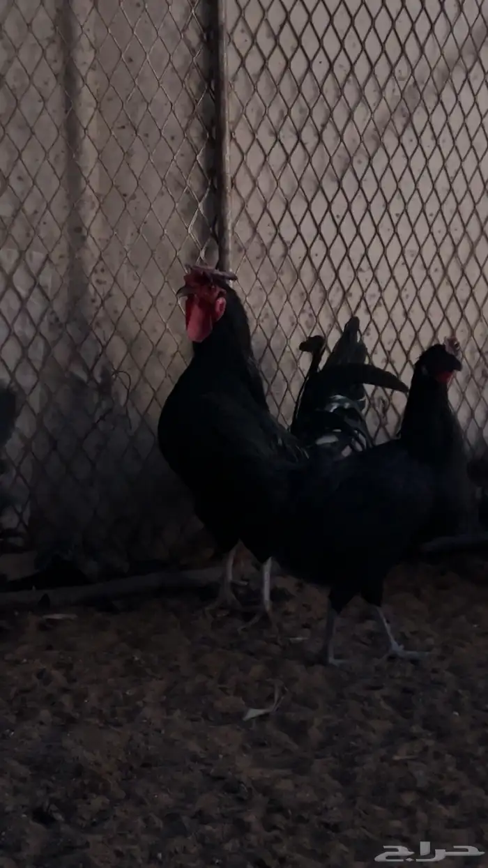 بيض دجاج اسود صك 1