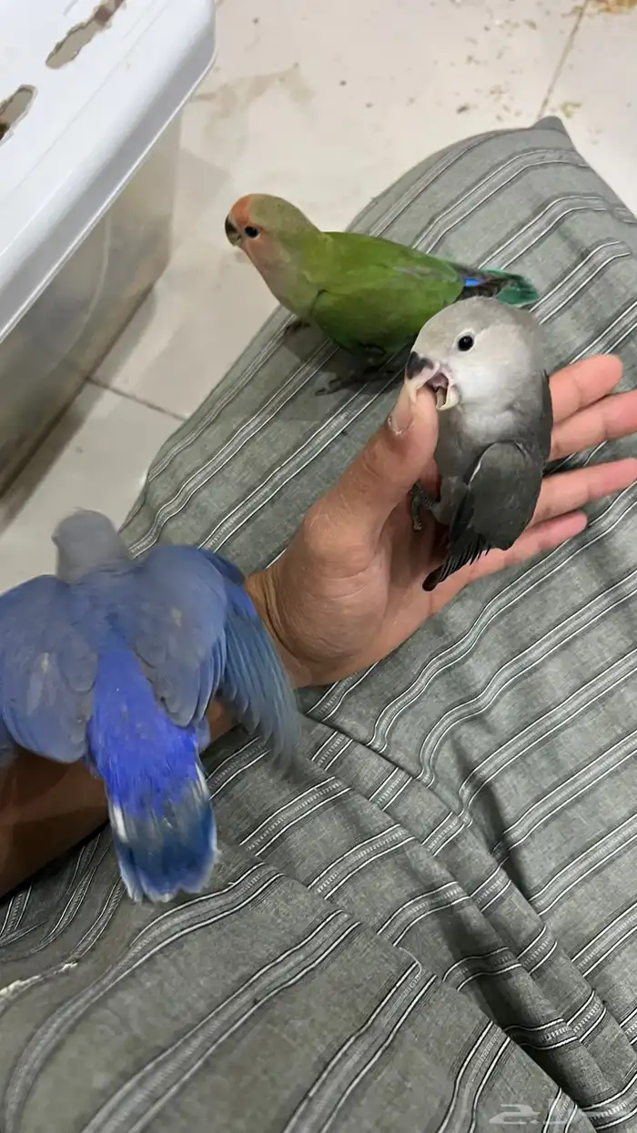 طيور روز. اليفه تفريد 200 جمله 150 0