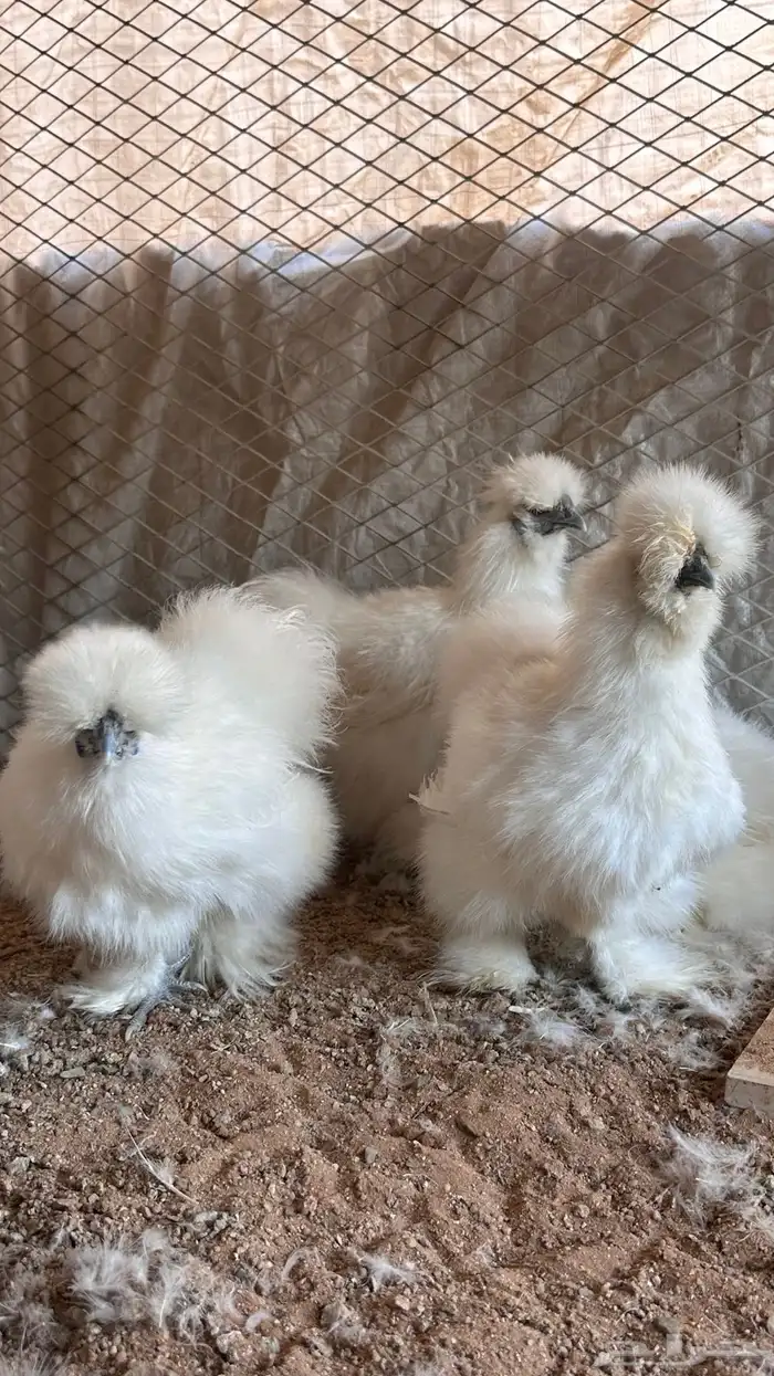 للبيع دجاج قطني امريكي بادي يبيض 7