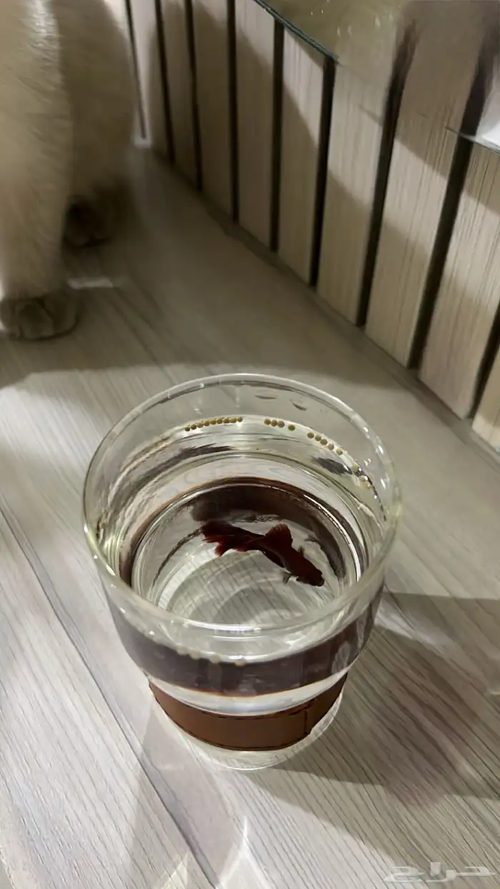 سمك احمر غامق مع اكله 1