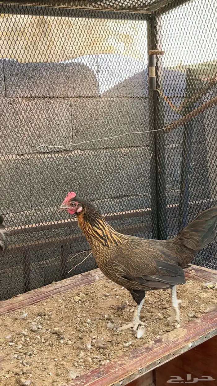 للبيع دجاجتين السودا عربي و البيضاء شوكي 1
