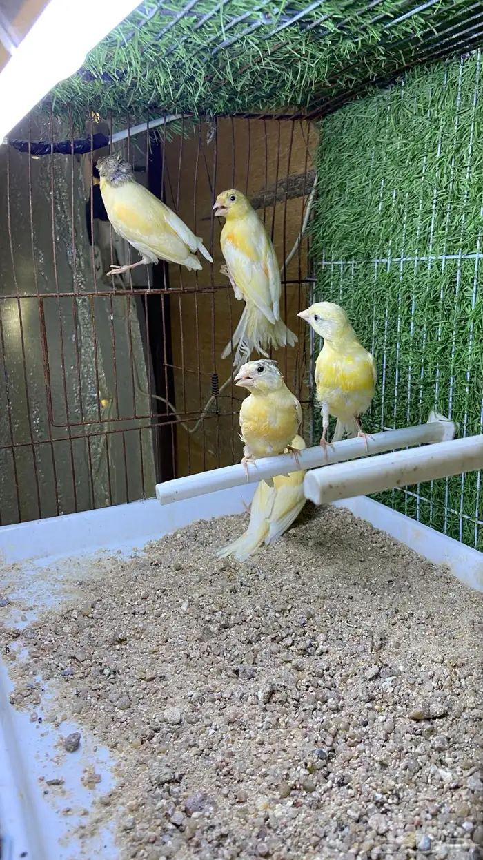 فروخ كناري سوري 1