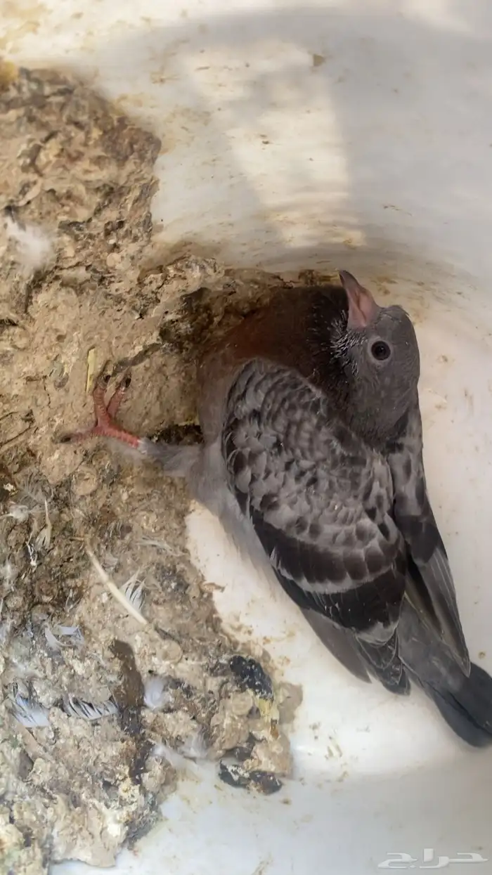 فراخة زاجل 16 جوز تقريبا التغذية مكعب ذرة حلبةقمح السعر 20 13