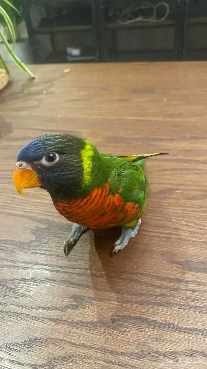 لوري للبيع 1