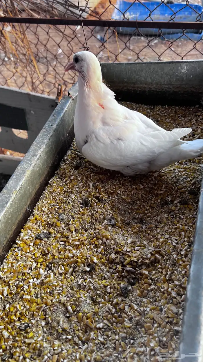 فروخ زغاليل 5