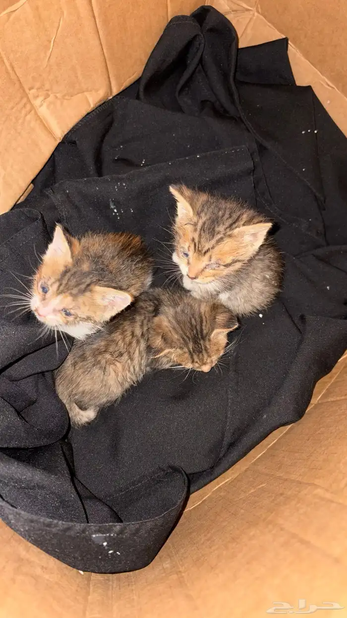 قطط للتبني 1