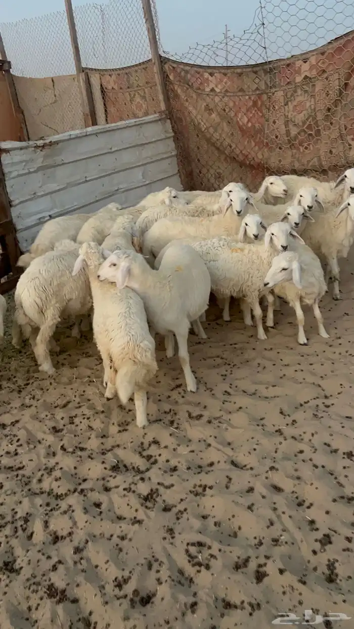 20 خروف ورخل 4