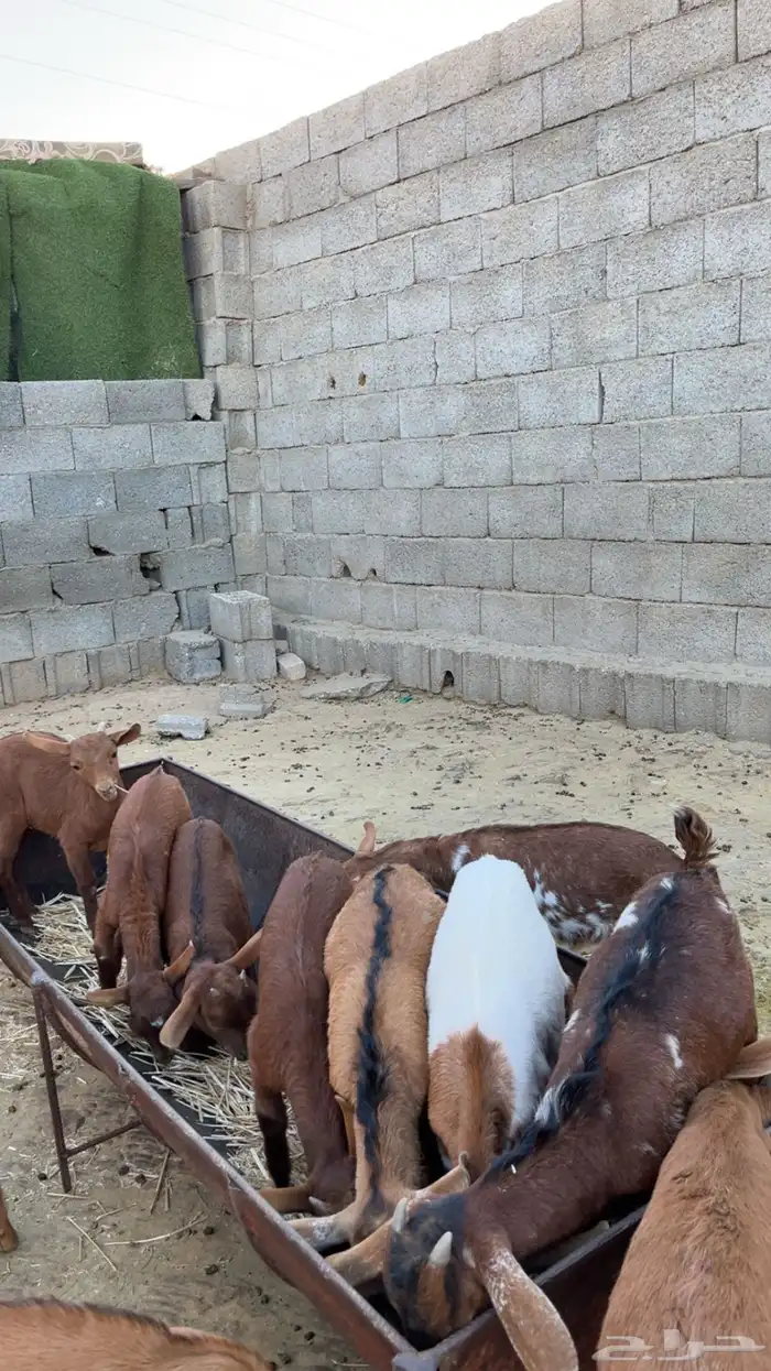 معزا ولد كفو 3