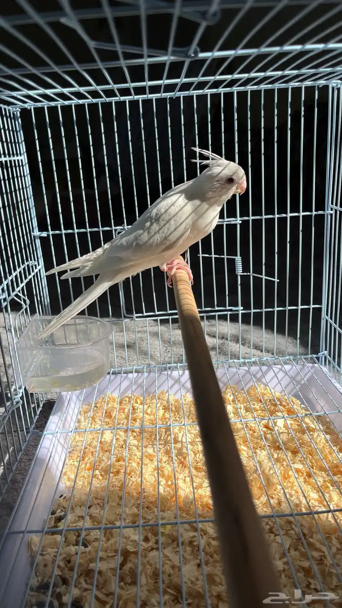 ببغاء كروان البينو 4