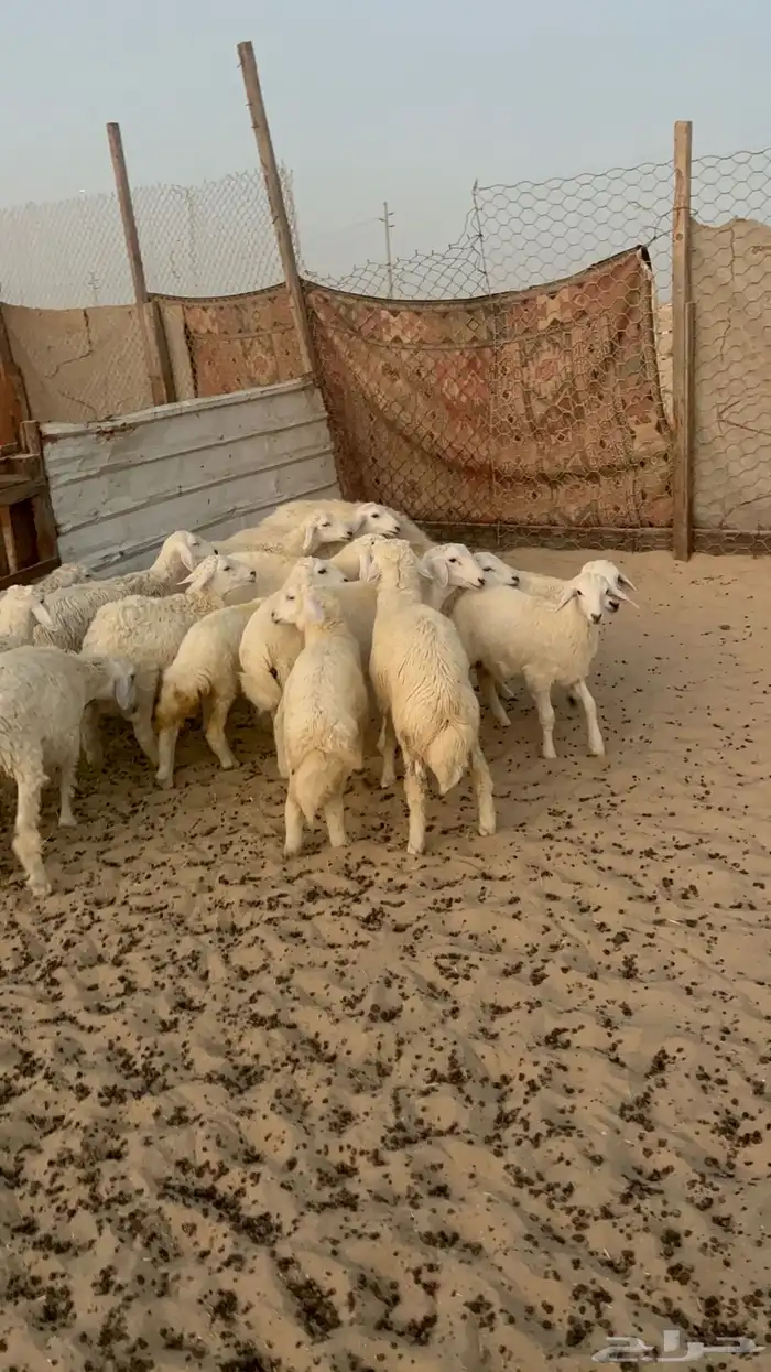 20 خروف ورخل 3