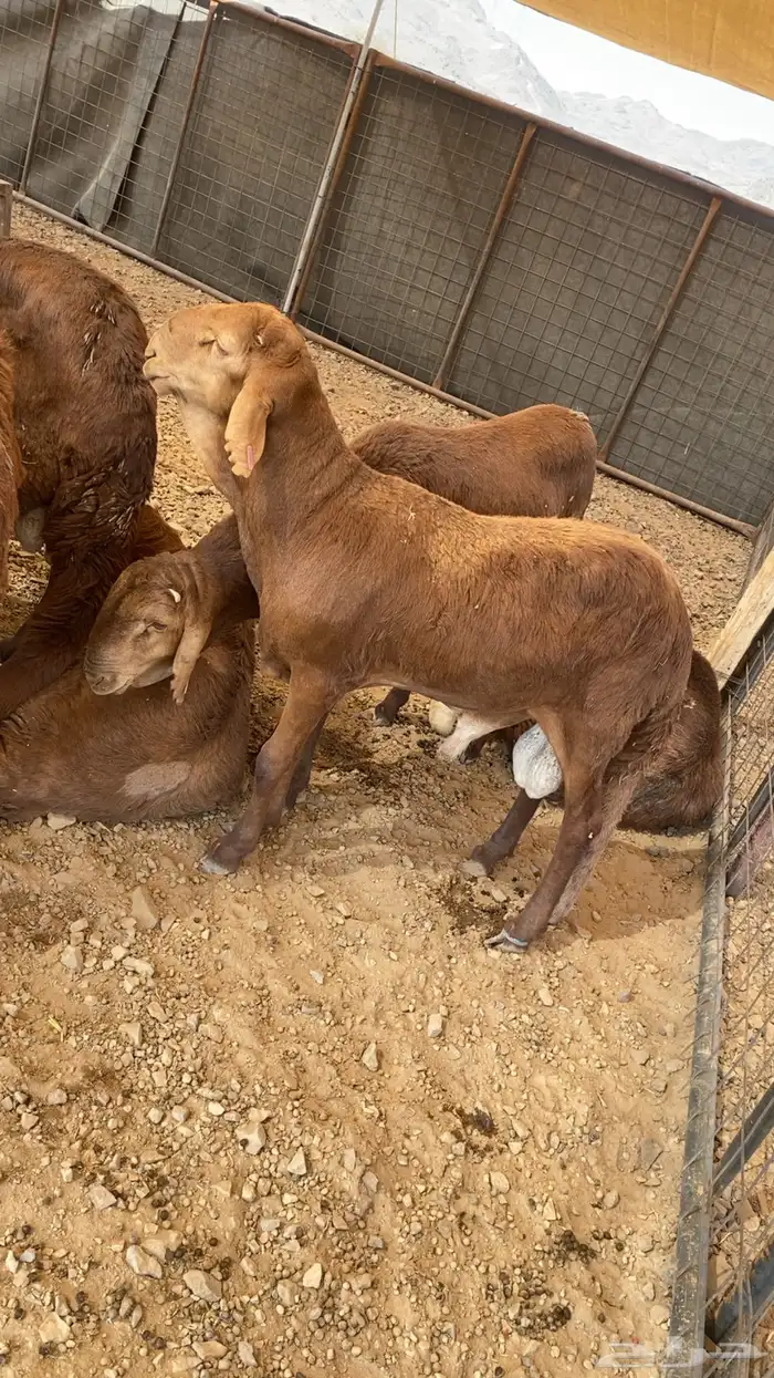 سواكن حمري درجة اولى 0