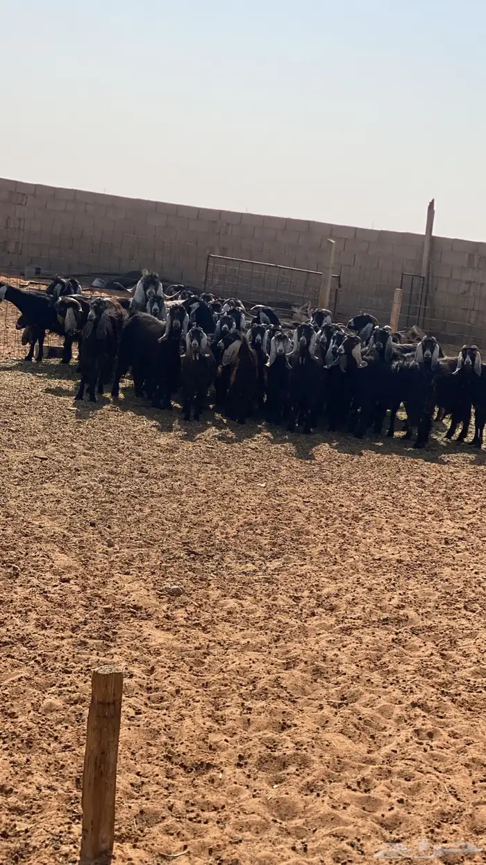 معزاء عوارض 8