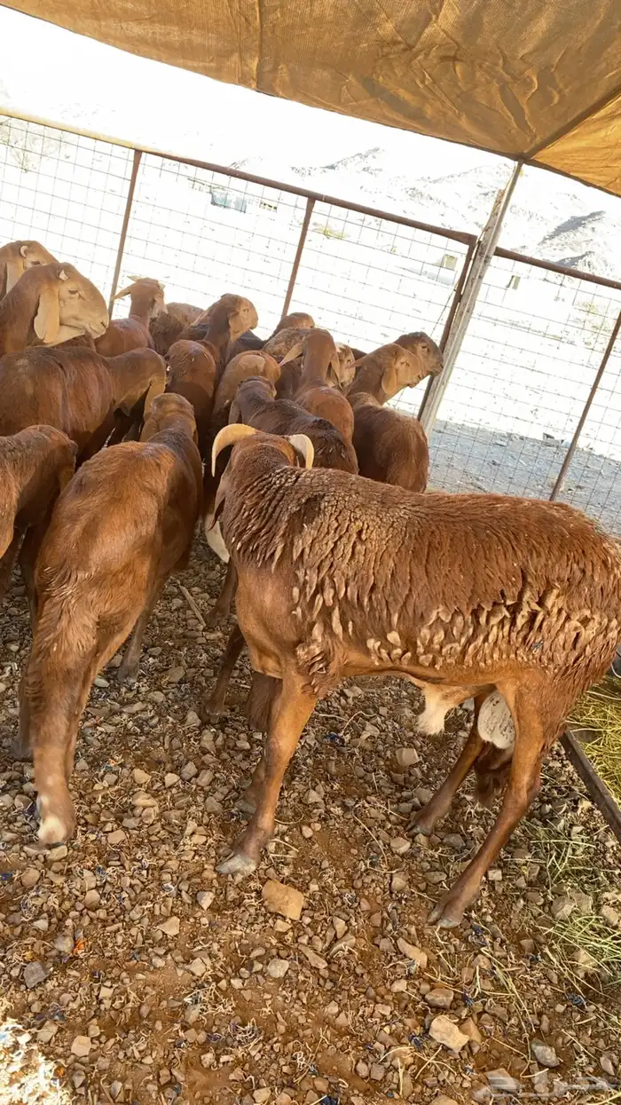 سواكن حمري درجة اولى 8